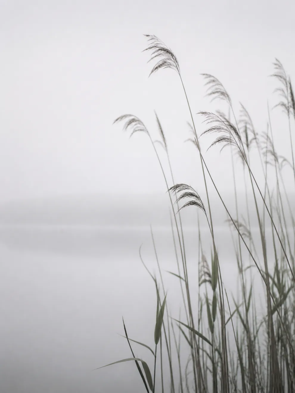 Reed grass silhouettes at a foggy waterside, quiet transitional atmosphere