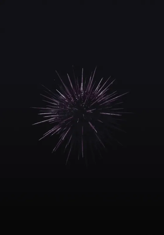 OCEVIA ORIGIN — a single sea urchin suspended in dark water, lit with restrained, minimal light